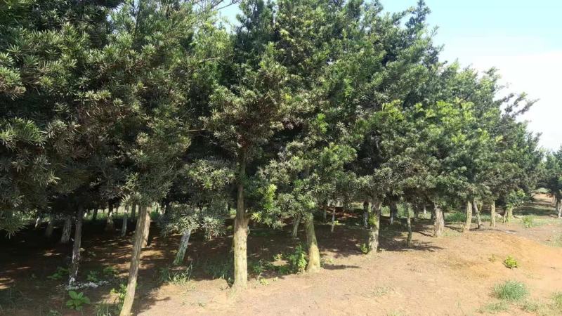 罗汉松树，精品罗汉松，造型罗汉松，均有货源
