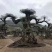 造型罗汉松，造型罗汉松基地，各种造型任你选