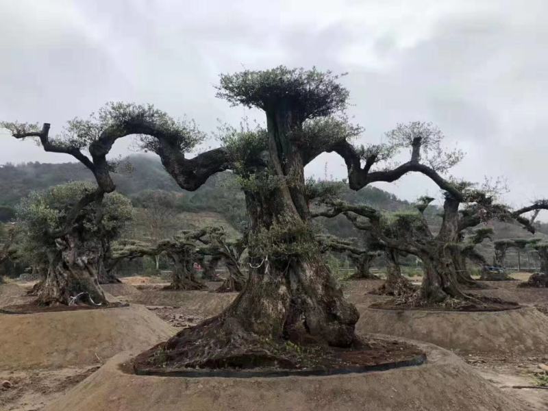 造型罗汉松，造型罗汉松基地，各种造型任你选