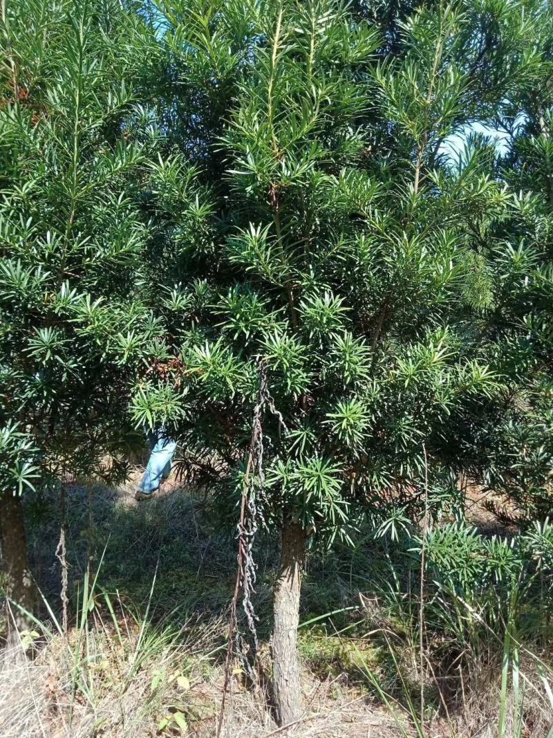 造型罗汉松，造型罗汉松基地，各种造型任你选