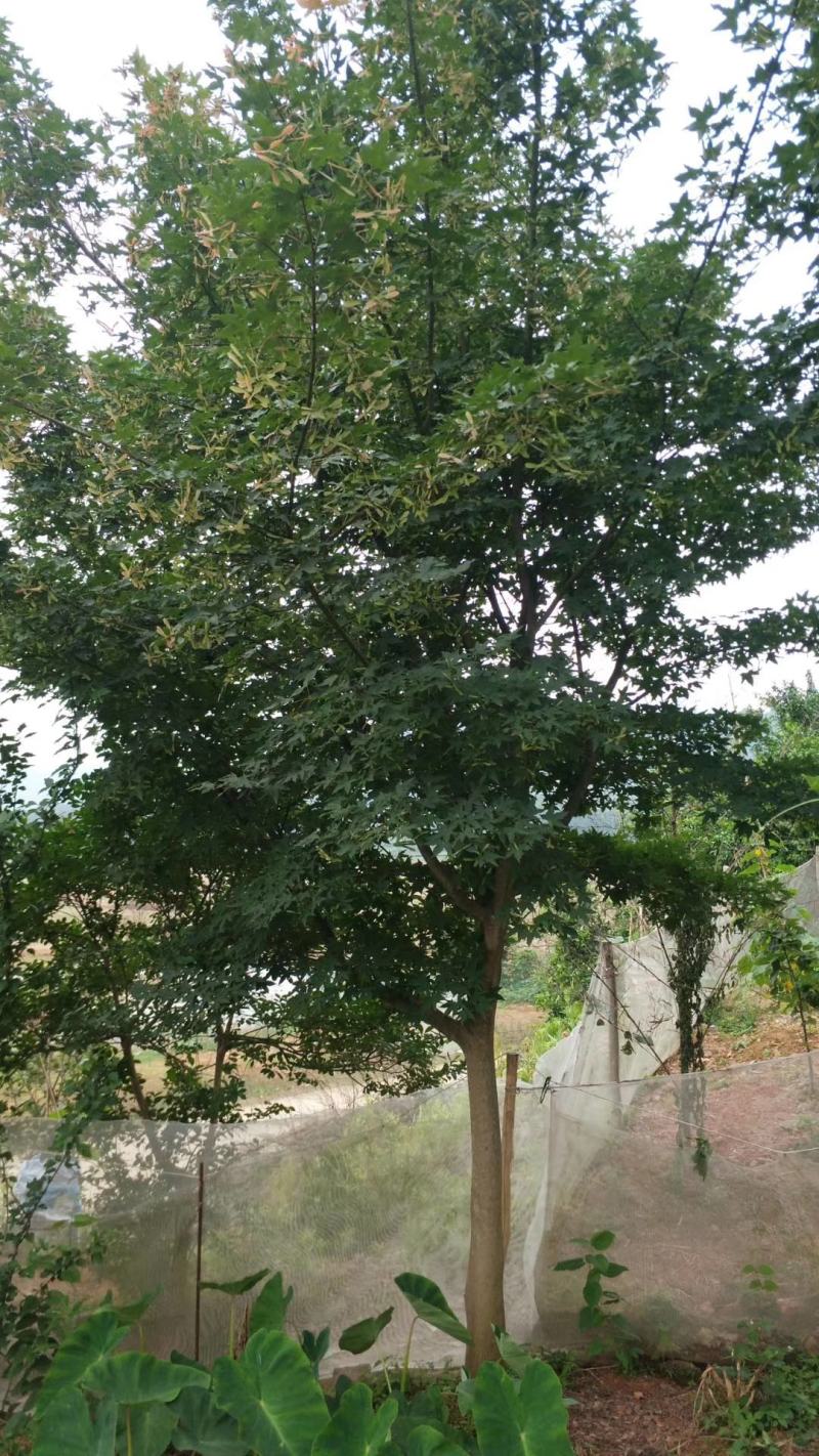 造型罗汉松，造型罗汉松基地，各种造型任你选