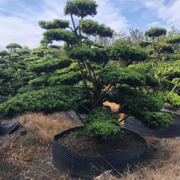 造型罗汉松，造型罗汉松基地，各种造型任你选