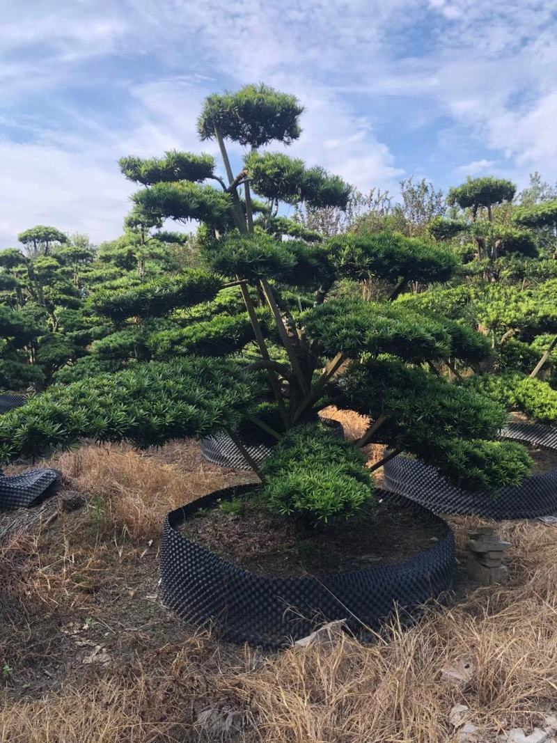 造型罗汉松，造型罗汉松基地，各种造型任你选