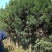 造型罗汉松，造型罗汉松基地，各种造型任你选