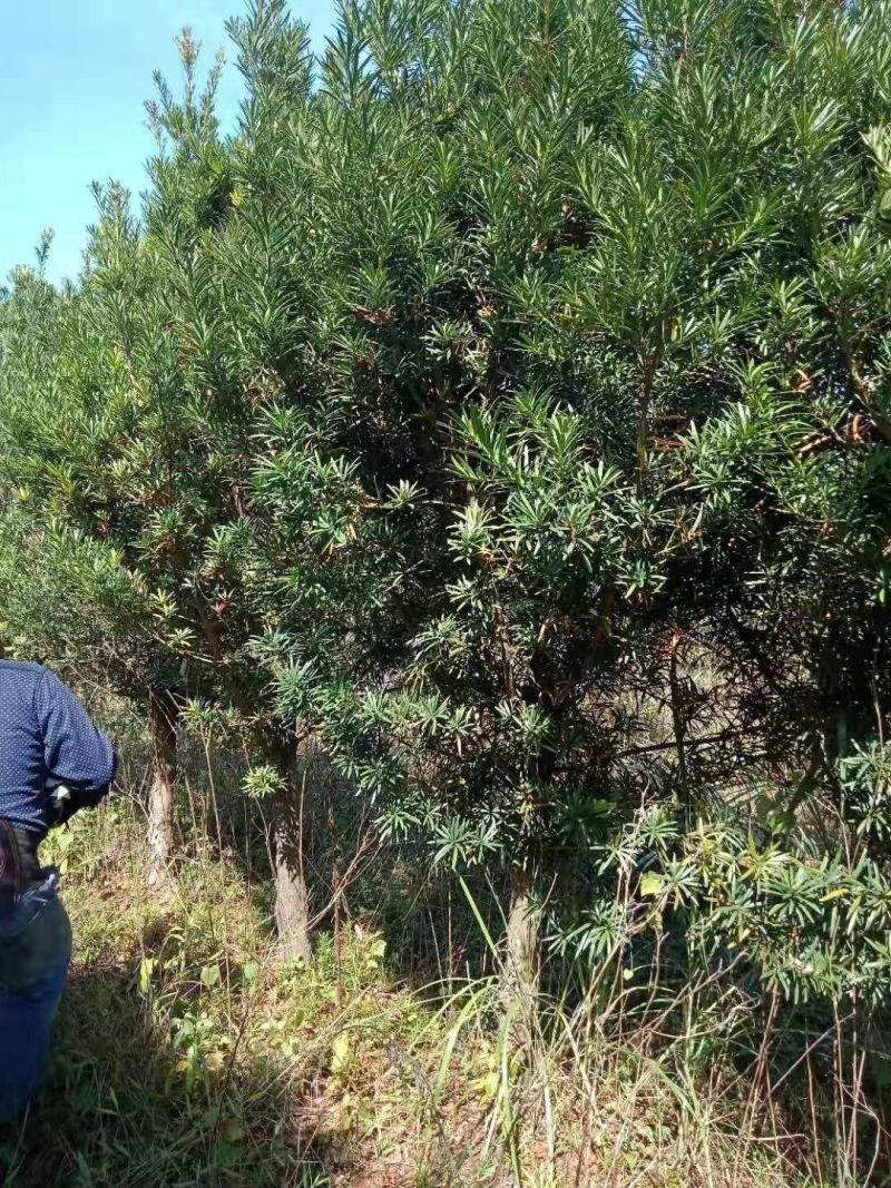 造型罗汉松，造型罗汉松基地，各种造型任你选