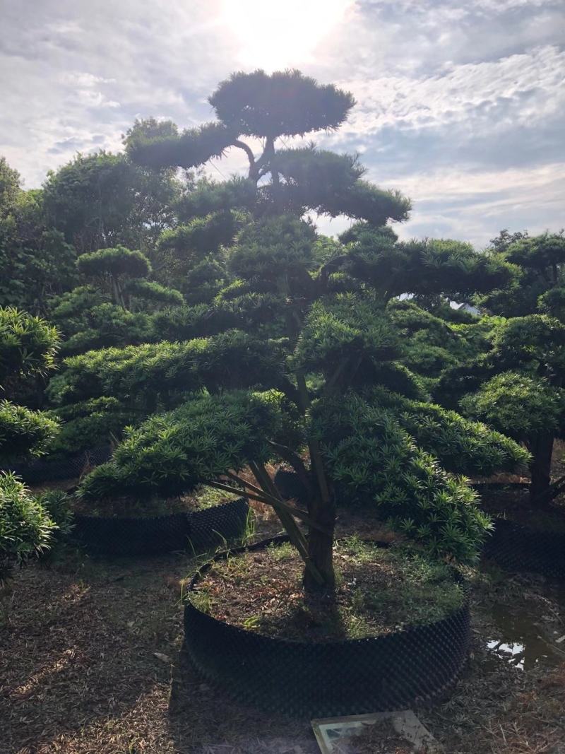 造型罗汉松，造型罗汉松基地，各种造型任你选