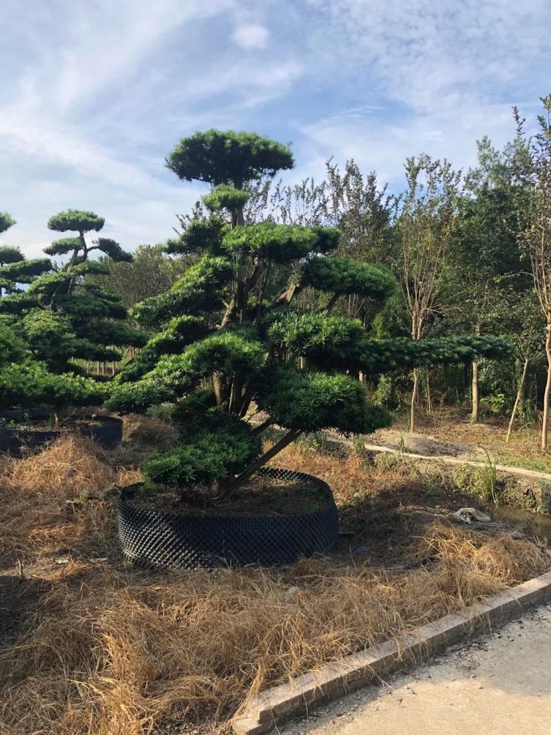 造型罗汉松，造型罗汉松基地，各种造型任你选