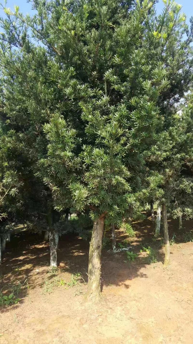 造型罗汉松，造型罗汉松基地，各种造型任你选