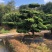造型罗汉松，造型罗汉松基地，各种造型任你选