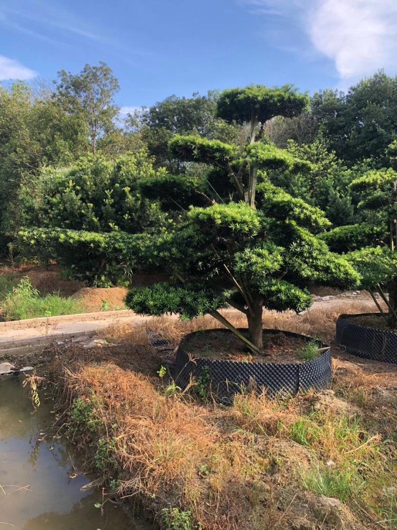 造型罗汉松，造型罗汉松基地，各种造型任你选
