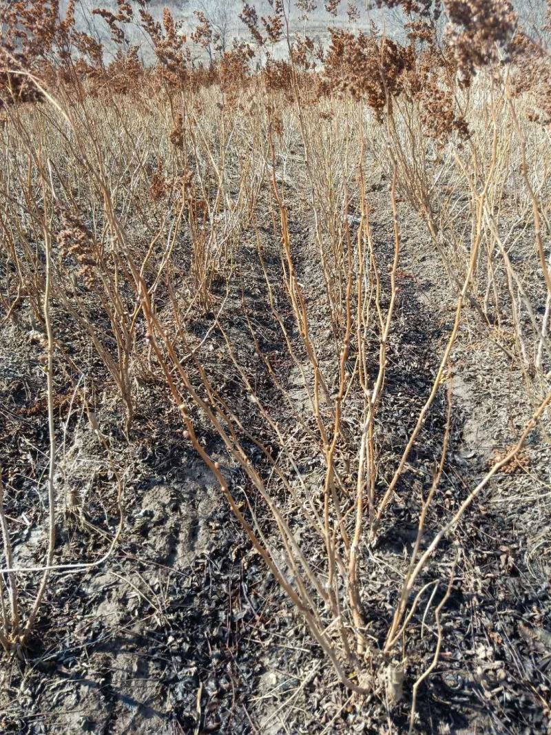 珍珠梅苗东北山高粱条子工程用灌木珍珠梅珍珠梅花