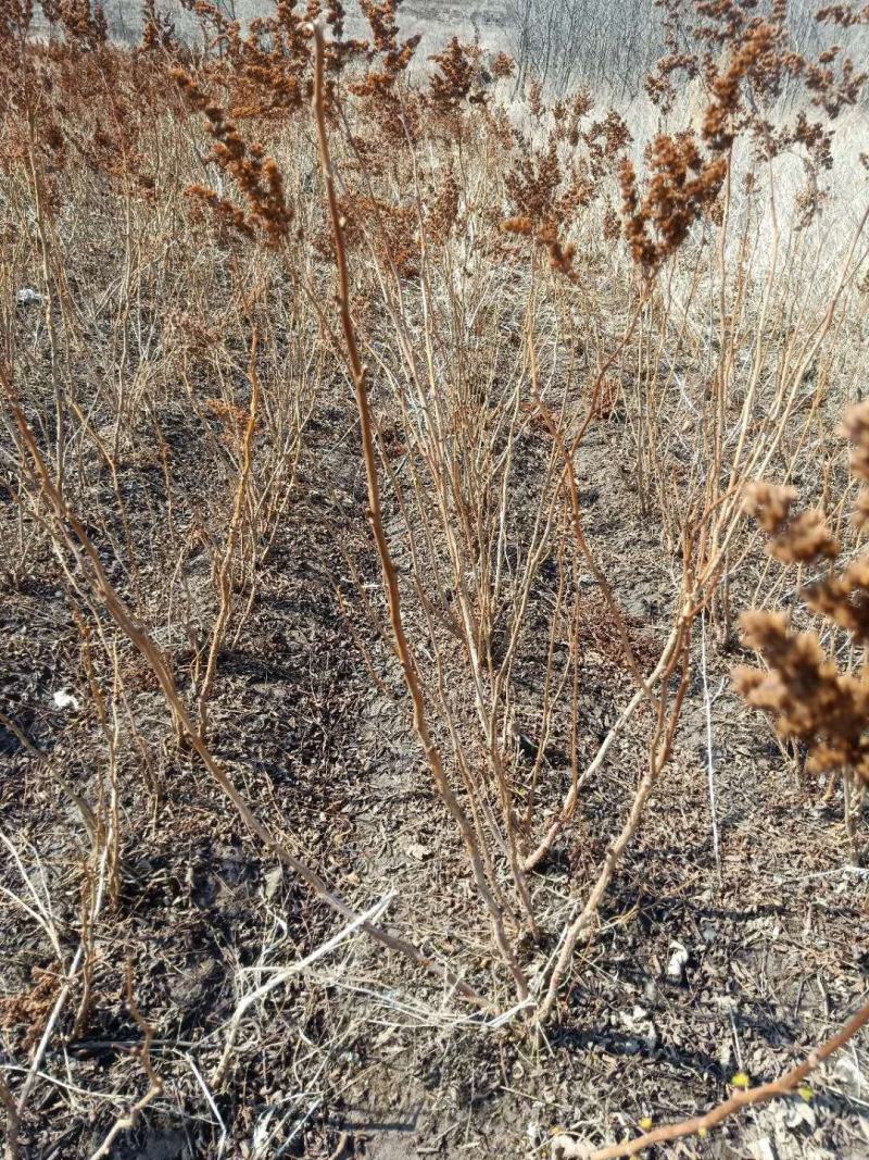 珍珠梅苗东北山高粱条子工程用灌木珍珠梅珍珠梅花