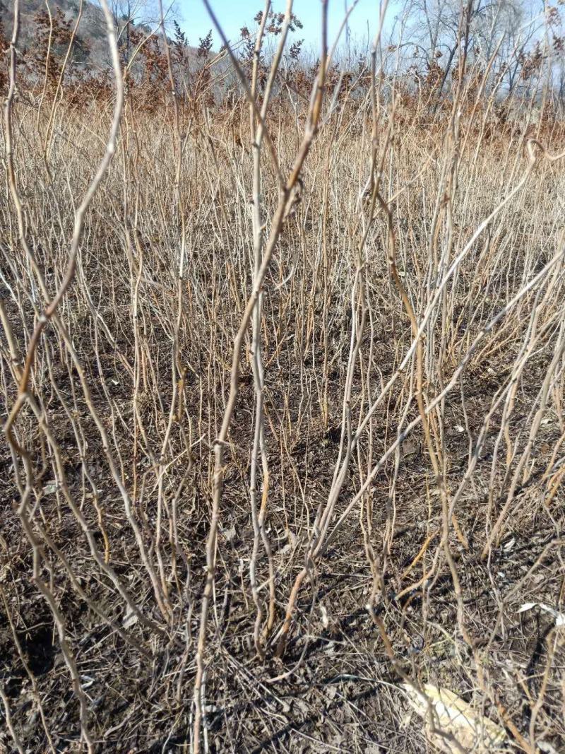 珍珠梅苗东北山高粱条子工程用灌木珍珠梅珍珠梅花