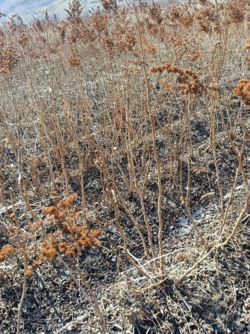 珍珠梅苗东北山高粱条子工程用灌木珍珠梅珍珠梅花