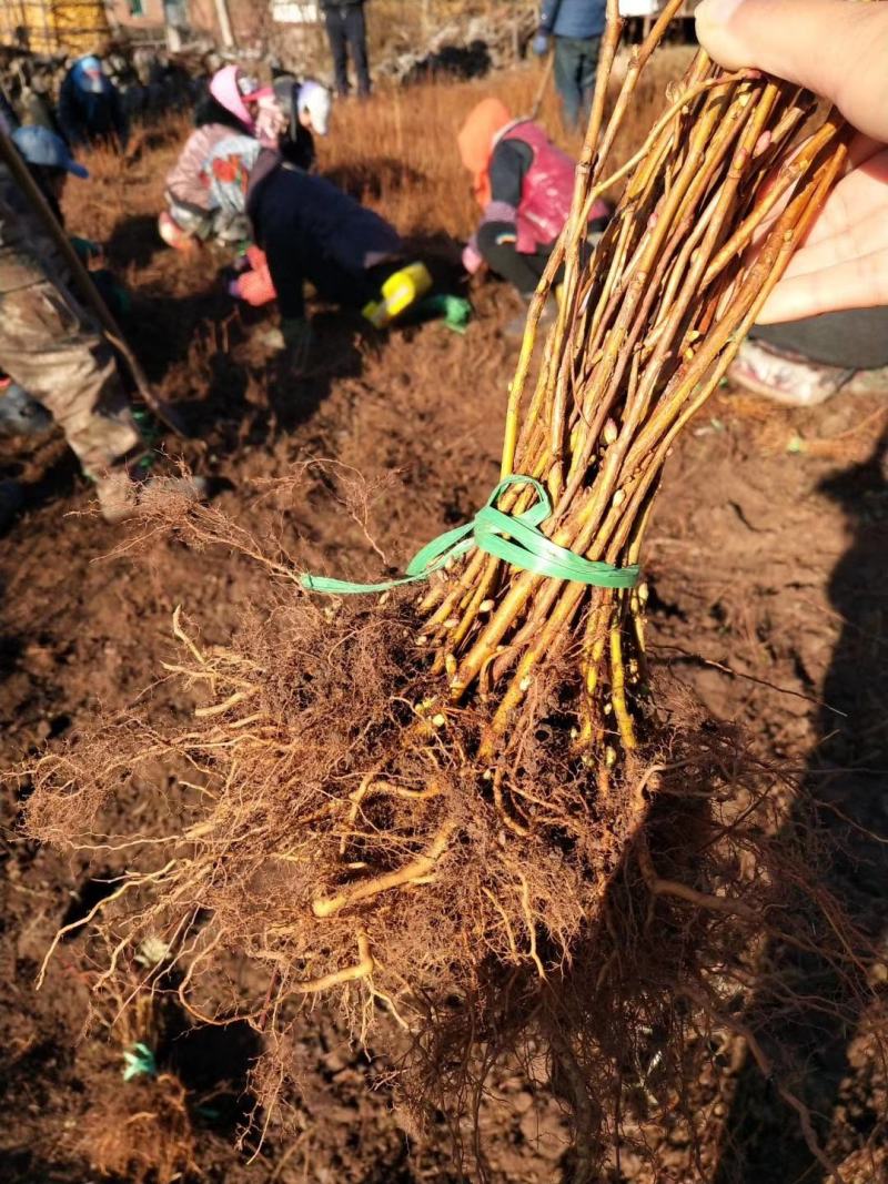 珍珠梅苗东北山高粱条子工程用灌木珍珠梅珍珠梅花