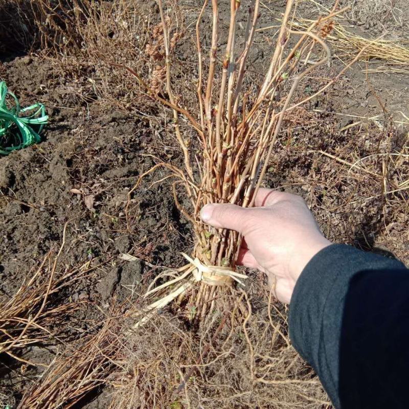 珍珠梅苗东北山高粱条子工程用灌木珍珠梅珍珠梅花