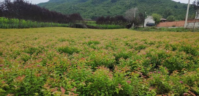金山绣线菊金焰绣线菊扦插苗产地直发一手货源