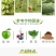 沪联速满锉阿维螺螨酯杀螨剂果树花卉红蜘蛛白蜘蛛成卵杀农药