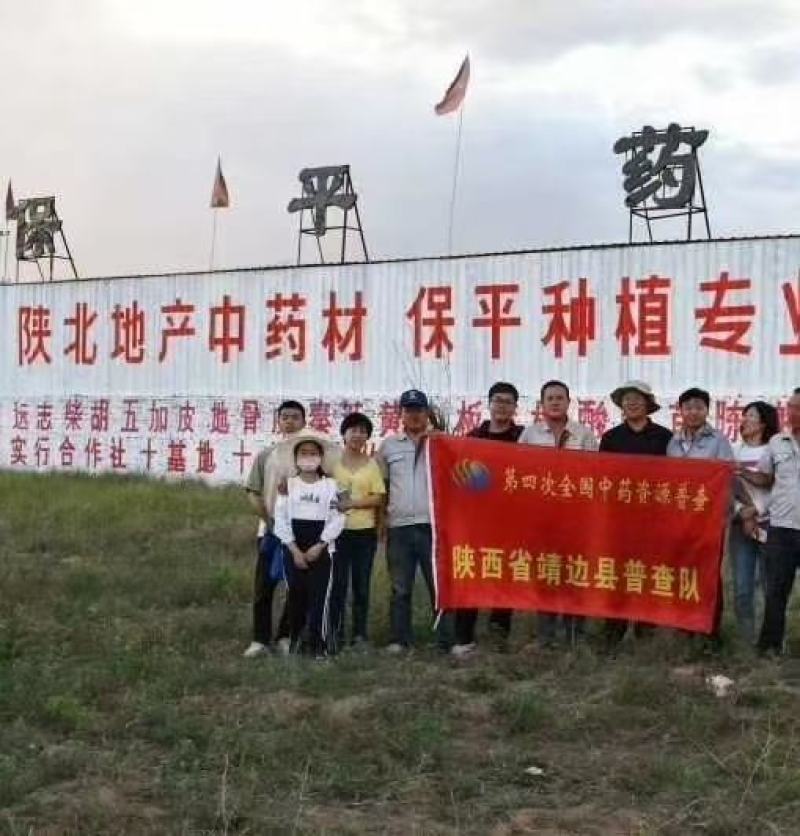 柴胡籽纯新籽北柴胡发芽率高