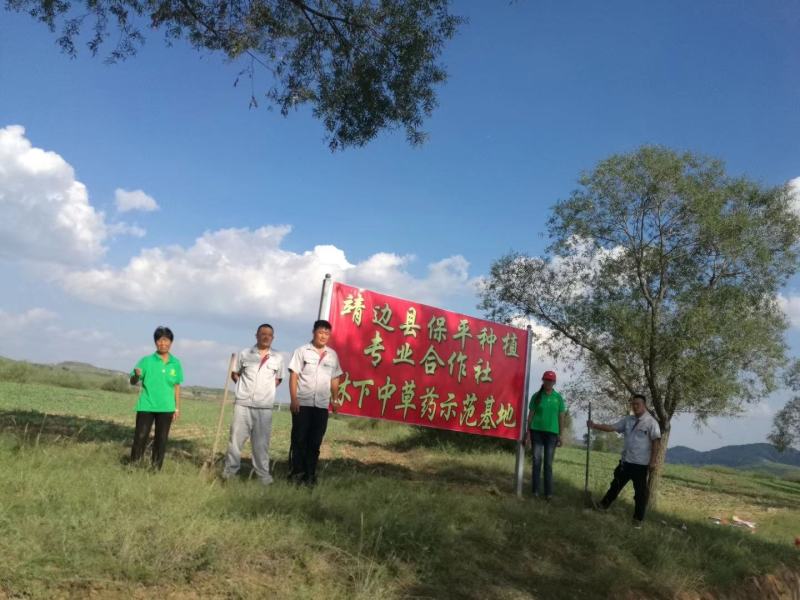 柴胡籽纯新籽北柴胡发芽率高