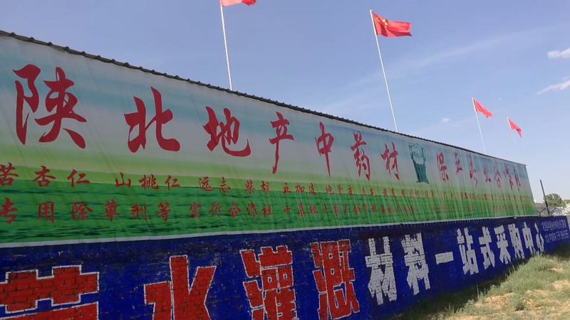 柴胡籽纯新籽北柴胡发芽率高