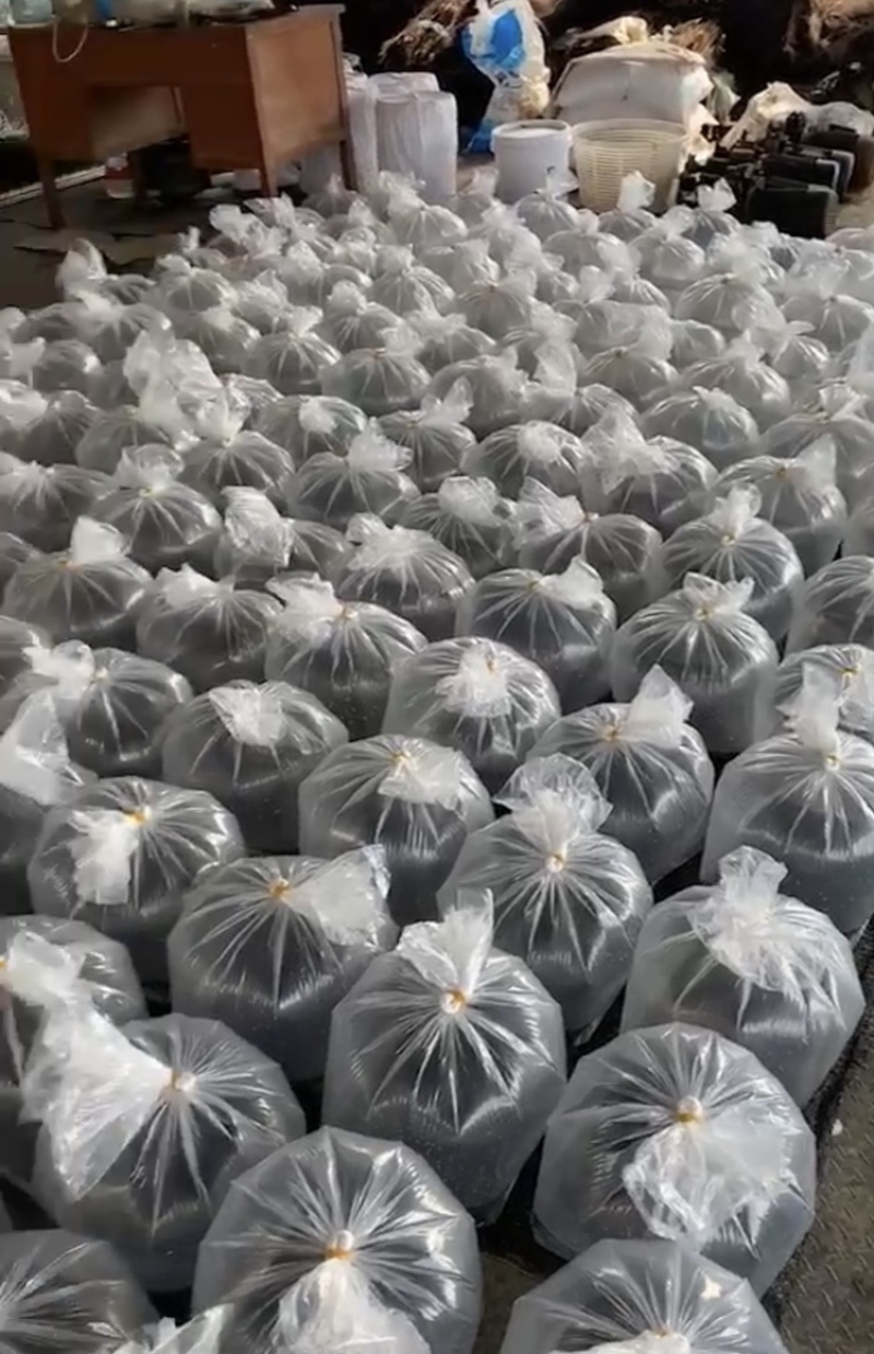 加州鲈鱼苗水花广东宗片
