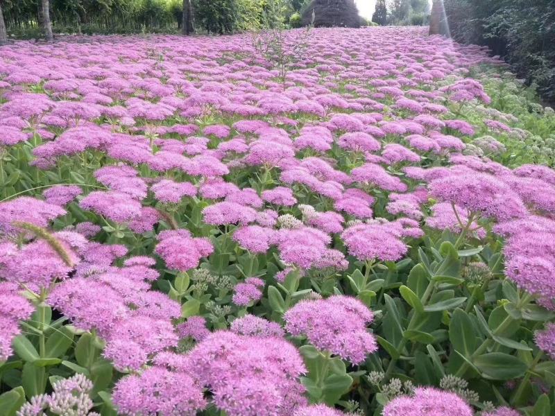 八宝景天地被植物种植成活率高繁殖能力适合生态修复