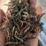 普洱茶，春茶，纯手工加工