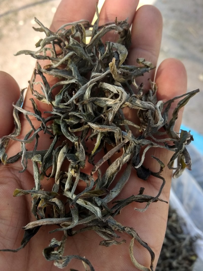 普洱茶，春茶，纯手工加工