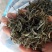 普洱茶，春茶，纯手工加工