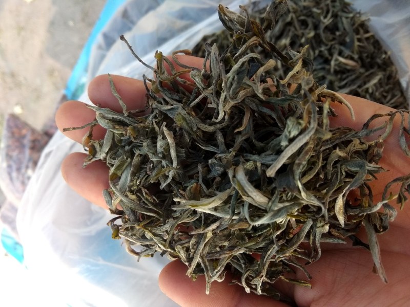 普洱茶，春茶，纯手工加工