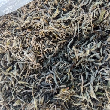 普洱茶，春茶，纯手工加工