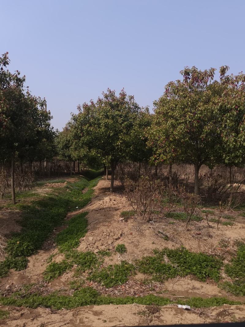 红叶石楠红叶石楠球石楠树石楠大杯苗基地批量供应