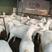 50-80斤白山羊，大白山羊活体，种羊，育肥羊苗羊羔