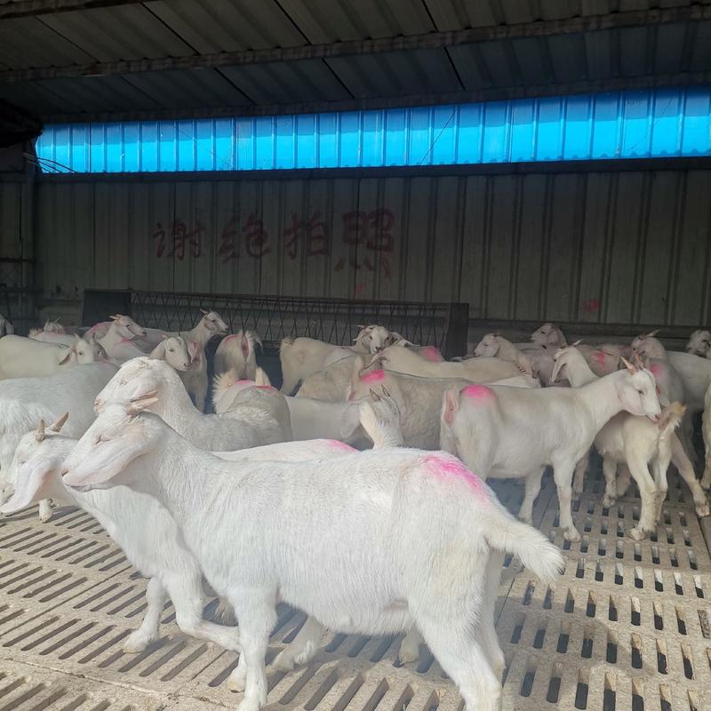 50-80斤白山羊，大白山羊活体，种羊，育肥羊苗羊羔
