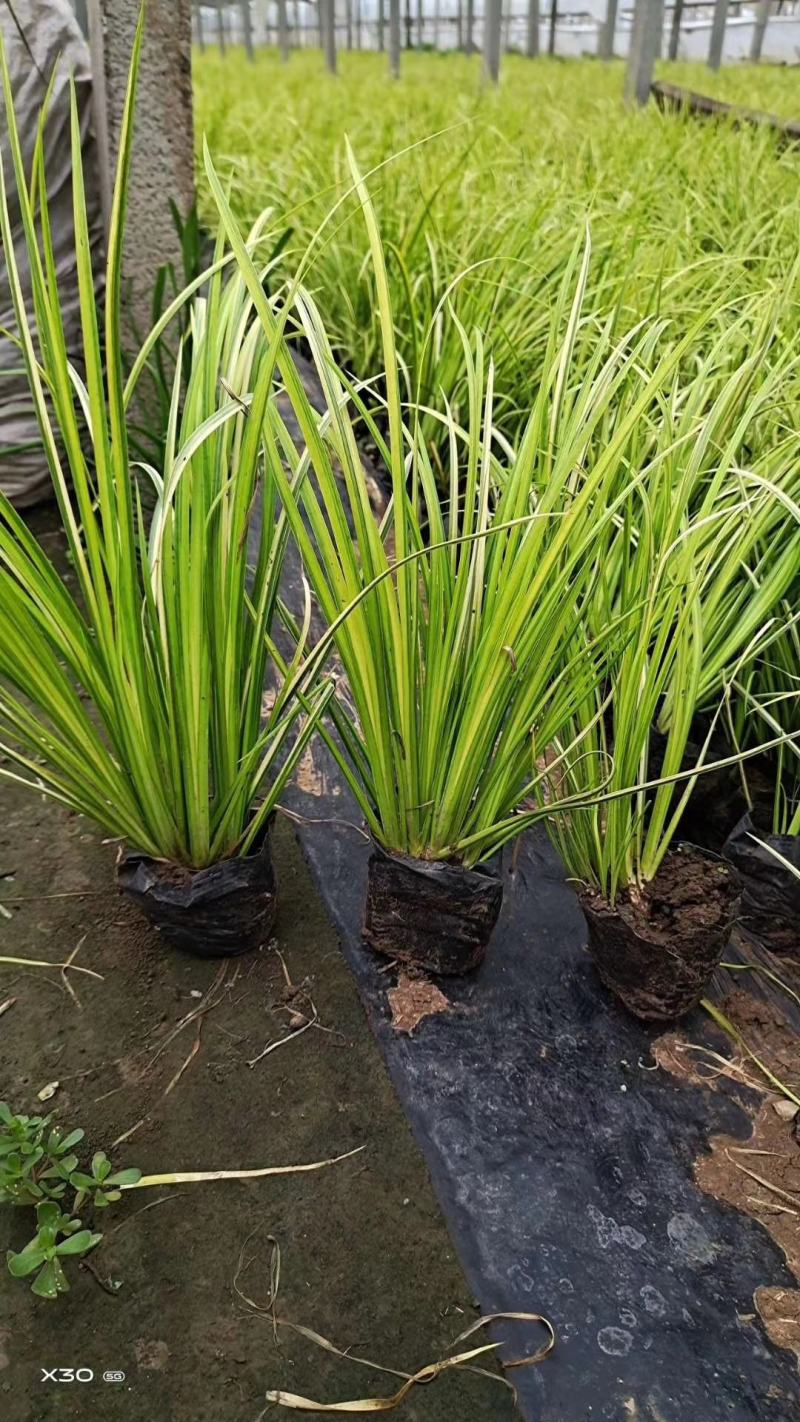 石菖蒲金叶石菖蒲，基地直销常年供应各种绿化苗木
