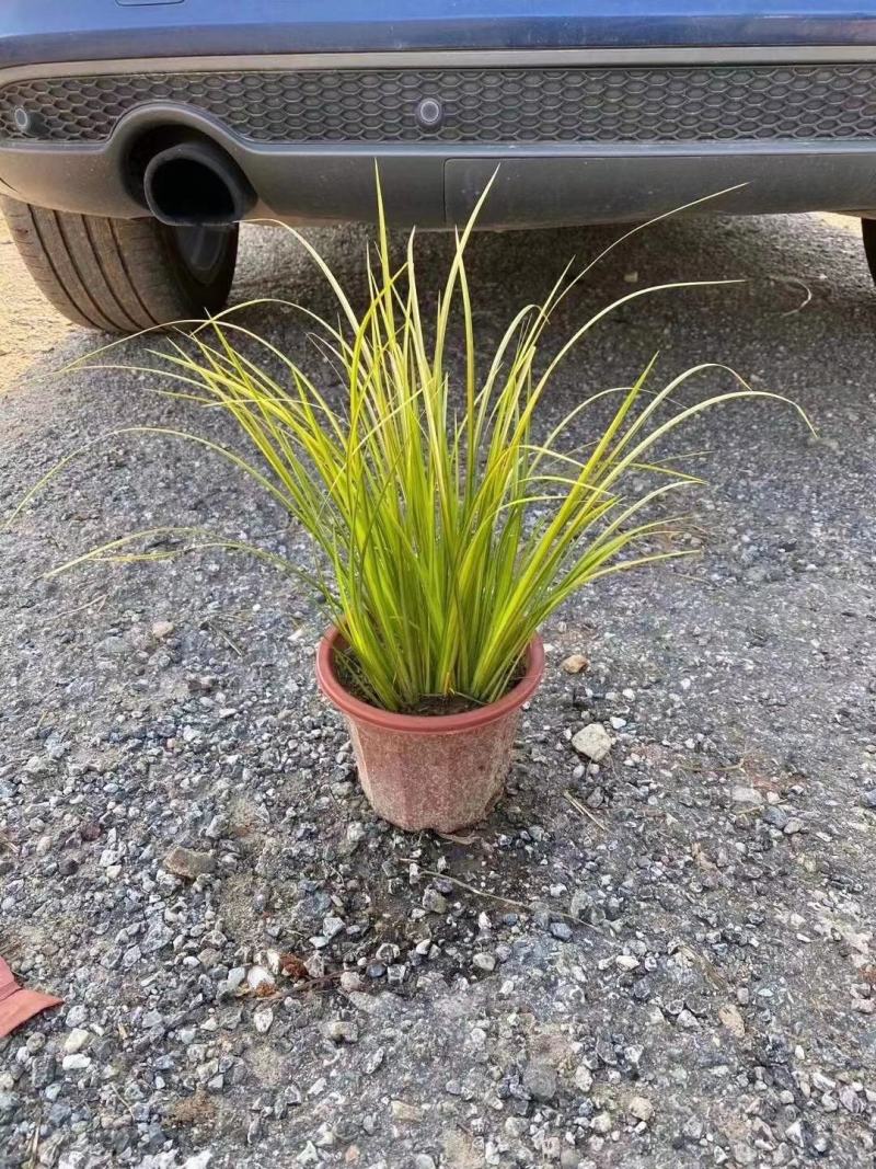 石菖蒲金叶石菖蒲，基地直销常年供应各种绿化苗木