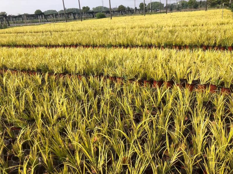 石菖蒲金叶石菖蒲，基地直销常年供应各种绿化苗木