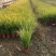 石菖蒲金叶石菖蒲，基地直销常年供应各种绿化苗木
