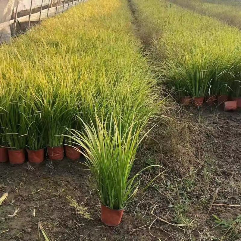 石菖蒲金叶石菖蒲，基地直销常年供应各种绿化苗木