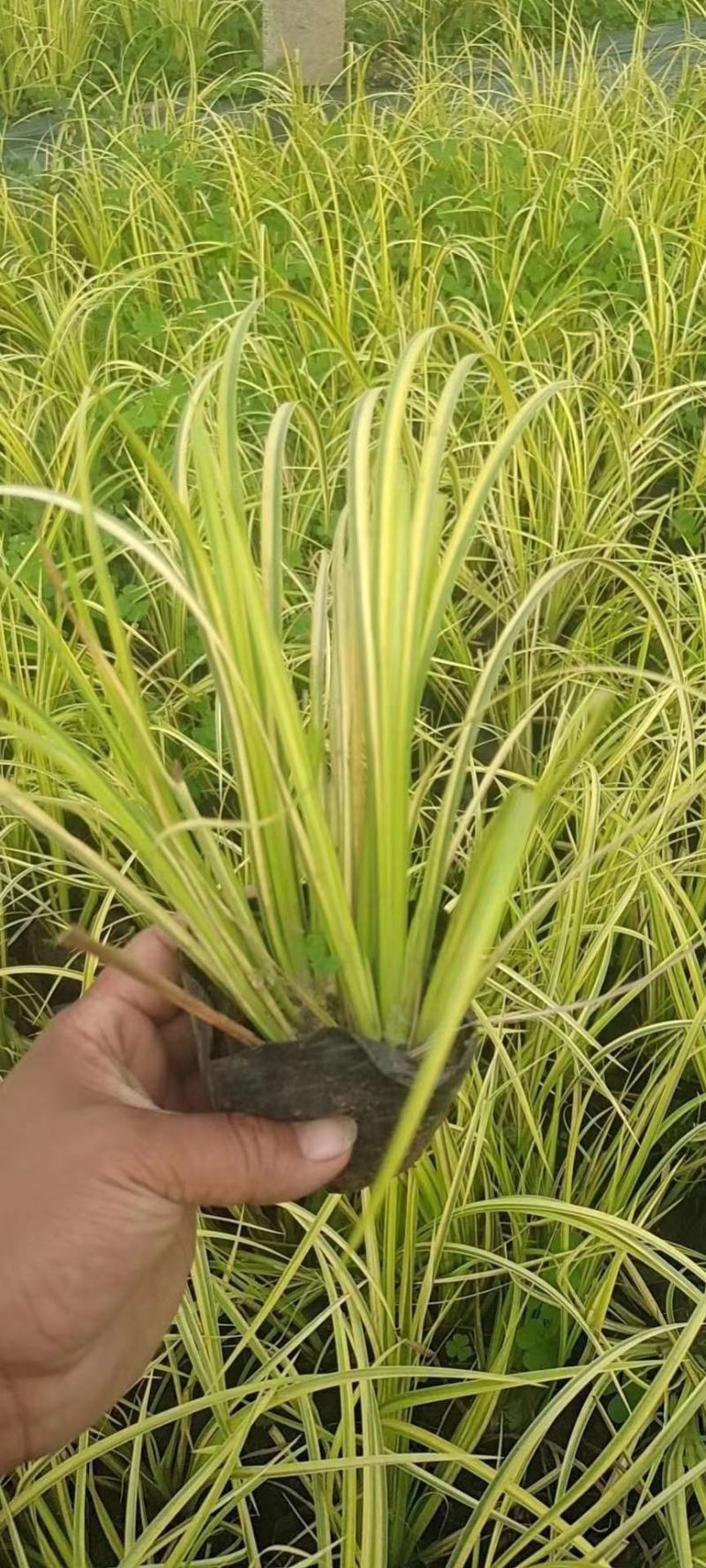石菖蒲金叶石菖蒲，基地直销常年供应各种绿化苗木