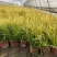 石菖蒲金叶石菖蒲，基地直销常年供应各种绿化苗木