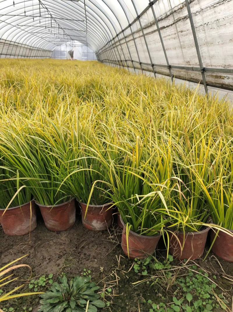 石菖蒲金叶石菖蒲，基地直销常年供应各种绿化苗木