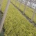 石菖蒲金叶石菖蒲，基地直销常年供应各种绿化苗木
