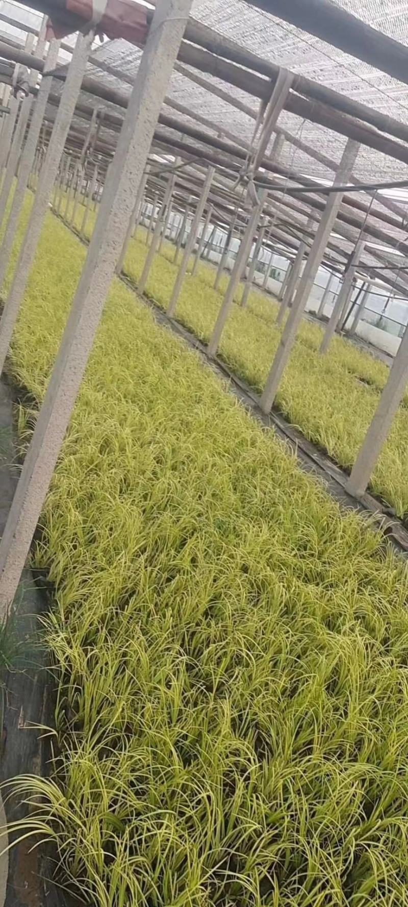石菖蒲金叶石菖蒲，基地直销常年供应各种绿化苗木