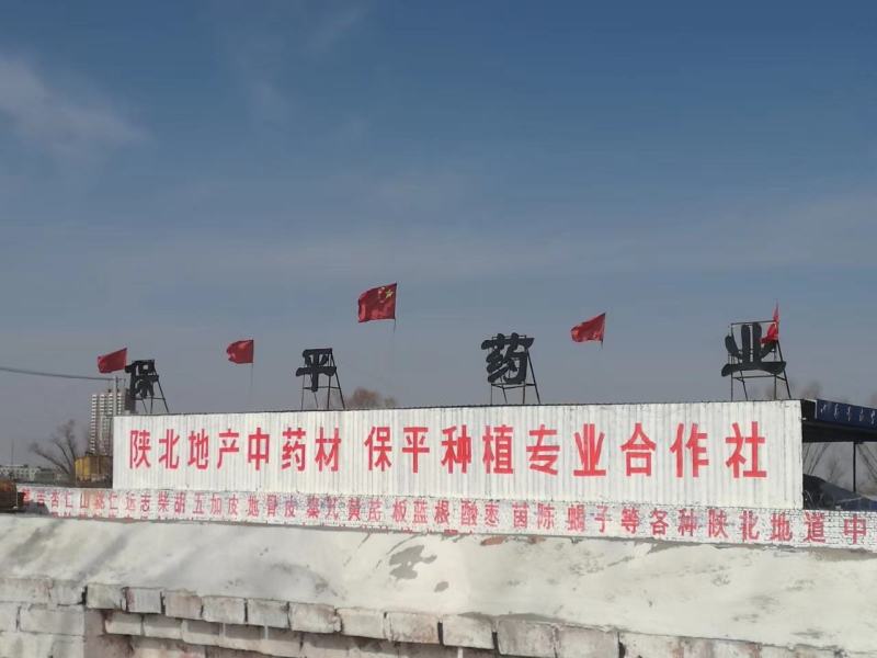 黄芪籽纯新籽发芽率高