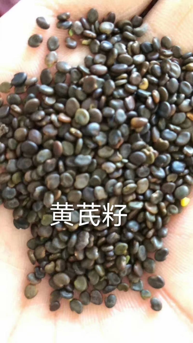 黄芪籽纯新籽发芽率高