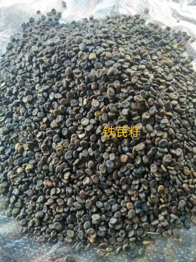 黄芪籽纯新籽发芽率高