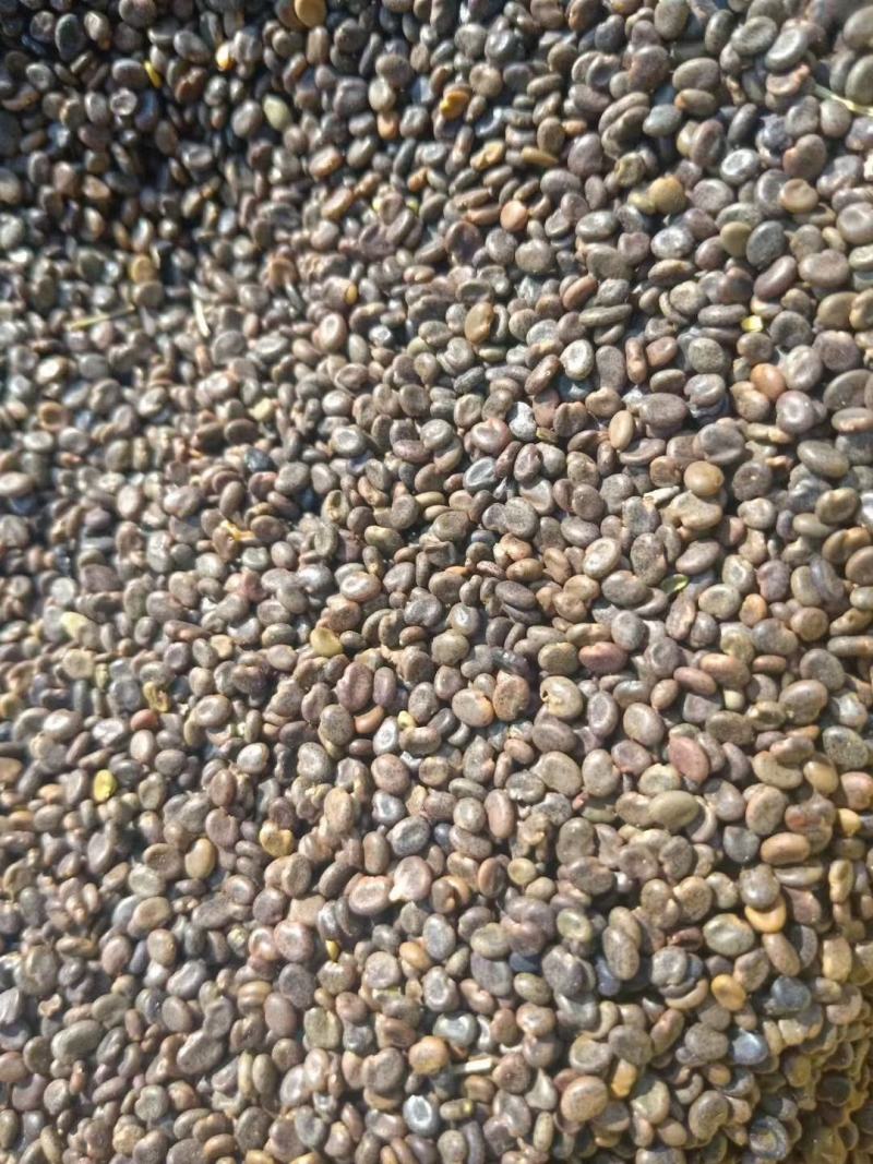 黄芪籽纯新籽发芽率高