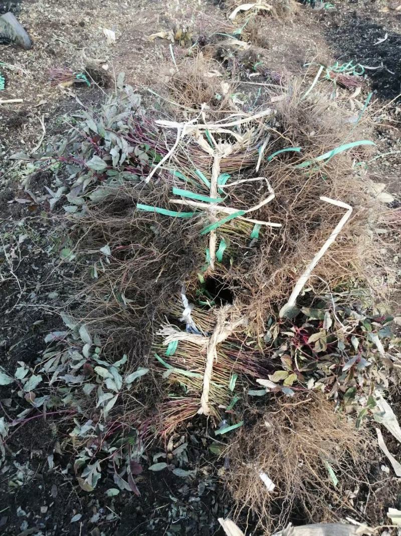 多季玫瑰扦插小苗老品种四季玫瑰冷香玫瑰红刺玫
